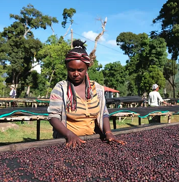 Ethiopia Guji ARDI